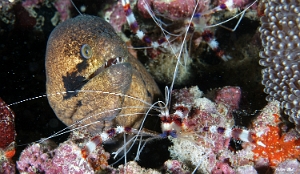 Maldives 2021 - Murene masquee - Masked moray - Gymnothorax breedeni - DSC00383_rc